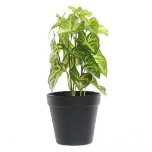 Plant Green Black Pot