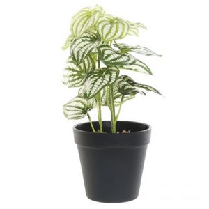 Plant Green Black Pot