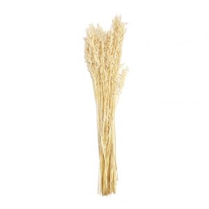 White Avena Natural Dried Flower