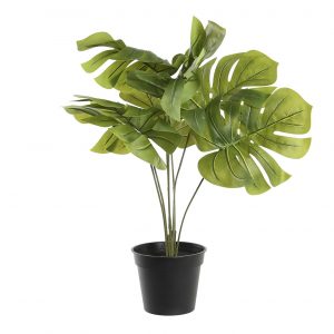 Plant Monstera Green