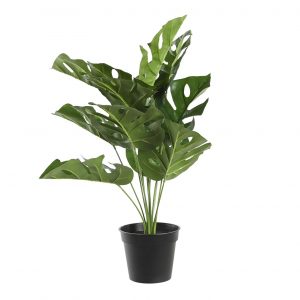 Plant Potted Monstera Green