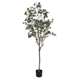 Tree Eucalyptus Green Pot