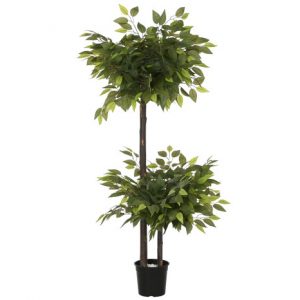 Tree Ficus Wood Green