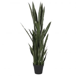 Plant Pot Sansevieria Green