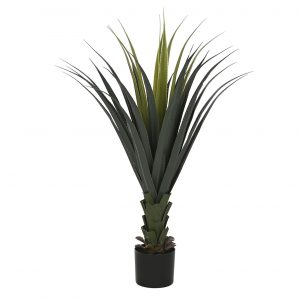 Plant Agave Green