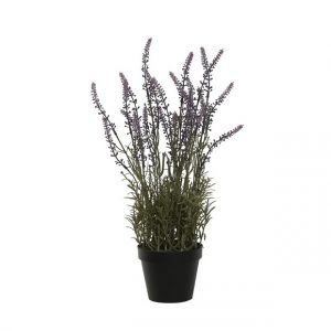 Plant Lavender