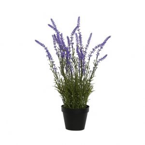 Plant Lavender