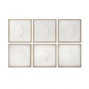 Picture Spruce Shells Framed 6 Pcs